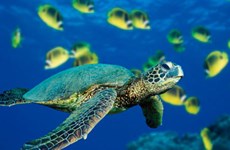 Workshop discusses restoration of endangered turtle populations in Vietnam