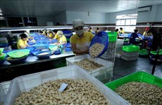 Last cashew nut containers in Italy scam freed