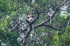 Quang Nam expands natural habitat for rare douc langurs