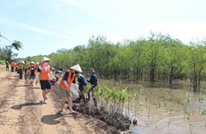 Government, partners discuss mangrove afforestation in Mekong Delta