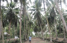 Tra Vinh to improve value for coconuts, meet export requirements