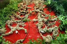 Efforts needed to develop national brand of Vietnamese ginseng