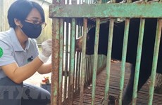 Last captive bear in Binh Phuoc transferred to rescue centre