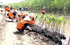 Tra Vinh province plants forests to protect coasts, improve environment