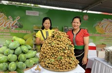 Son La mango and safe farm produce week launched in Hanoi