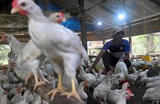 Indonesia to soon export chicken to Singapore