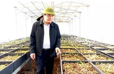 Vietnam eyes 200,000 ha of ginseng by 2030