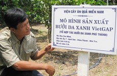 Mekong Delta farmers benefit by joining cooperative groups