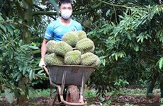 Dak Lak district to host first durian festival 