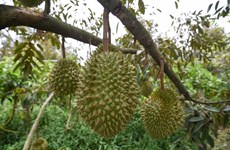 Farmers, businesses trained for forming durian growing areas, packaging facilities for exports to China