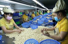 Vietnam Cashew Association lowers export target amid weak demand