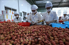 Big step for Vietnamese fruit towards US market