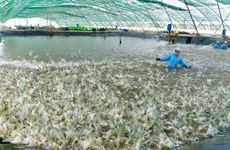 Vietnamese shrimp farms apply AI technology in production
