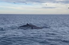 Seven blue whales spotted off south-central Vietnamese coast