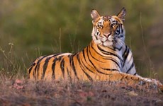Thailand aims for biggest tiger population in Southeast Asia by 2034