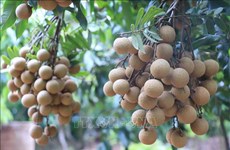 Bac Giang ships first batch of late-ripening longan to Australia