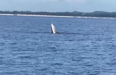 Whale spotted off northern coast
