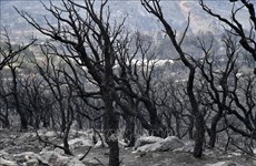 Sympathy to Algeria over serious forest fires