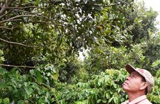 Lam Dong aims to grow 26,000 hectares of macadamia