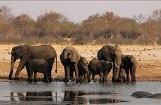 Short film calls for report on wildlife violations