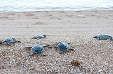 Close to 123,000 sea turtles released back to sea 