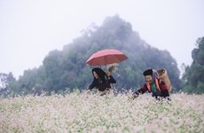 Buckwheat Flower Festival returns to Ha Giang in November