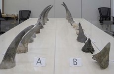 Singapore makes biggest seizure of rhino horns