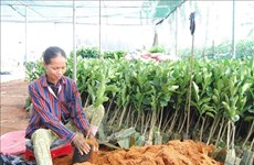Ben Tre plans to develop district into nation’s epicentre for fruit seedlings