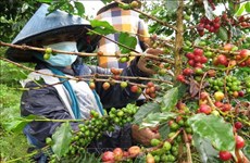 German newspaper highlights climate change impact on Vietnamese coffee growers 