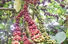 Vietnam becomes third largest coffee supplier to US
