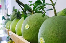 Vietnamese pomelo gets green light to enter US market