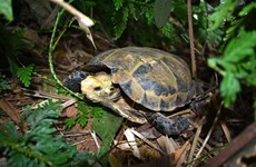 Endangered turtles, tortoises found in Thanh Hoa nature reserve