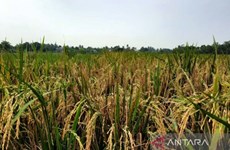 Indonesia’s rice production estimated at 32 million tonnes this year