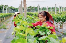 Hanoi focuses on developing hi-tech, organic agriculture in new strategy