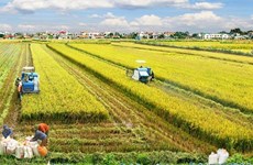 Australian, Vietnamese experts develop new rice variety to tackle climate change