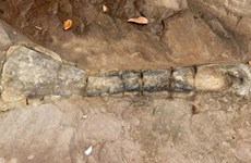 Dinosaur fossil found in Cambodia