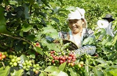 Vietnamese, German coffee firms advised to fully tap EVFTA 