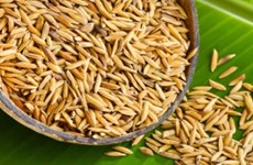 Vietnamese scientist discovers anti-cancer agents from rice husks