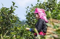 Efforts to promote value of Bac Ha Shan Tuyet tea