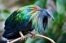 Nicobar pigeons spotted in Con Dao National Park