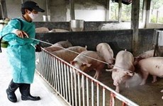 Localities strengthened prevention of animal disease in coming months