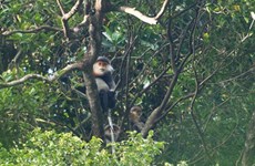 Asian experts discuss primate conservation in the region