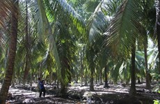 Ben Tre develops value chains for key agricultural products