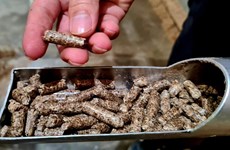 Wood sector to earn more on woodchips, pellets 