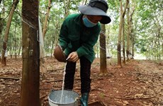 Rubber companies' business results gloomy in Q3