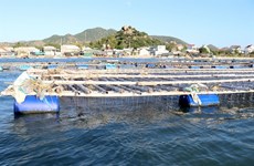 Ninh Thuan boosts development of marine aquaculture