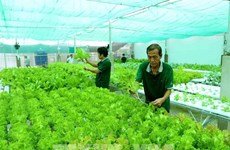 Vietnam must specify target markets for organic farm produce