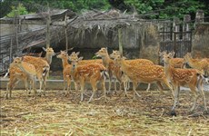 Vietnam moves to conserve critically endangered ungulates