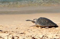 Quang Tri: 70kg sea turtle released back to the wild