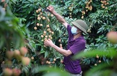 Luc Ngan lychee geographical indication protection proves effective